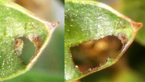 Réf. 226 948 : Bucculatrix alaternella